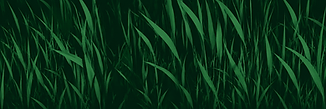 Marcin grass background 1.png