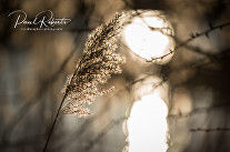 DSC_6000 logoTL edit