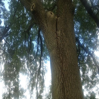 ash tree long lane 006.jpg