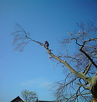 tree surgeon in cannock.jpg