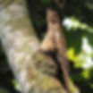 Long-tailed_Potoo