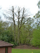 beech tree reduction after