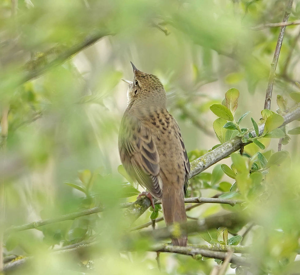 Grasshopper Warbler