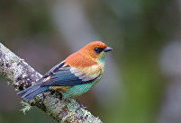 Chestnut backed Tanager-4290-2