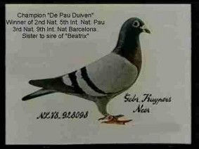 Kuyper Bros Champion De Pau Duiven