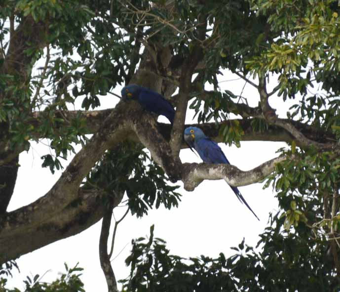 birds - hyacinth macaws 3