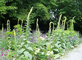 perennial flowers verbascum