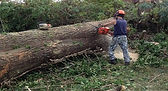 Tree felling in cannock.jpg