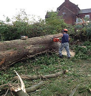 tree surgeon in cannock.jpg