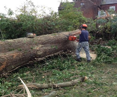 Learn the warning signs that a tree may need removing, when pruning is a better option and when to contact a professional tree surgeon serving Cannock, Lichfield, Rugeley and Penkridge.