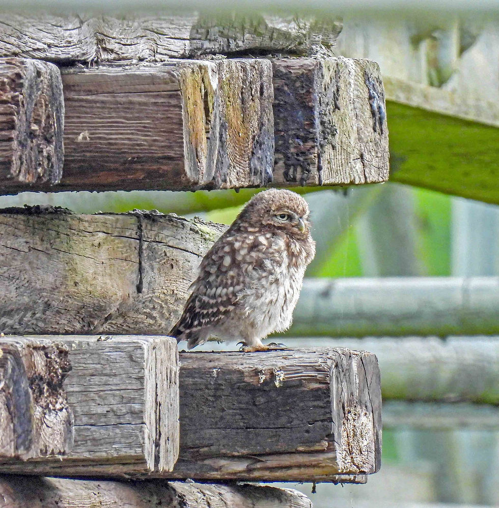 Little Owl