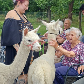 Zwei weiße Alpakas stehen im Außenbereich des AWO „Rennsteigschlösschen“. Eine Bewohnerin streichelt eines der Tiere, während weitere Gäste die Begegnung beobachten.
