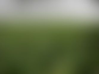 Investments in Uruguay: The Medicinal Cannabis Industry and CBD.