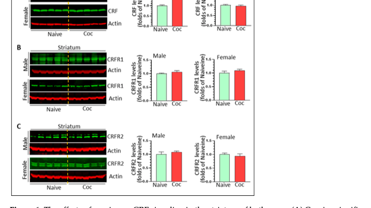 Why Men and Women Experience Cocaine Differently: A New Look at the Brain