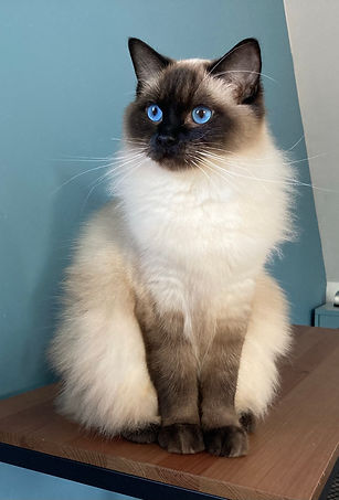 Venus 17,5mois