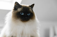 Le regard de Venus