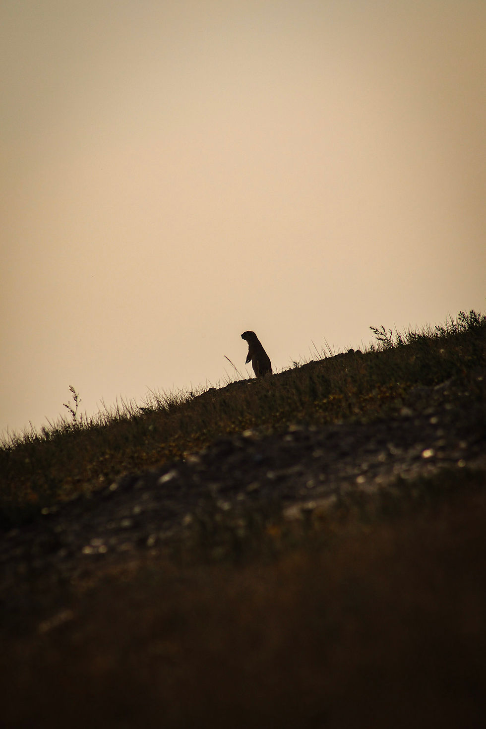 A successful prairie dog hunt