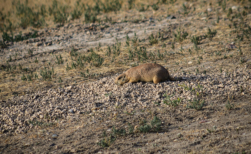 Prairie dogs are easy to spot in South Dakota