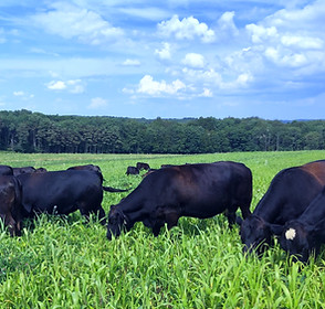 Cows 2_edited.jpg
