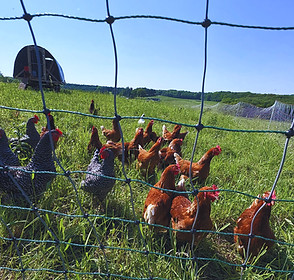 Chickens_edited.jpg