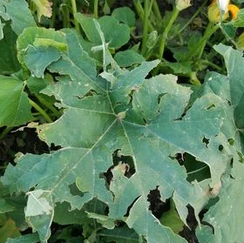 signs of hail damage around your house holes in leaf and plants