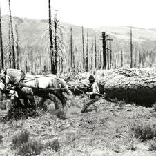 Horse "skidding"