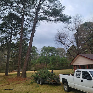 haul tree.jpg