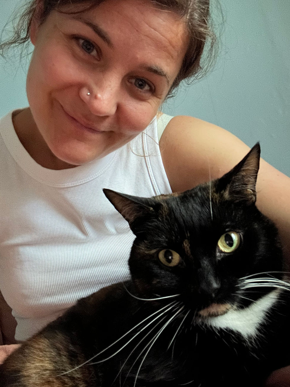 Percy the black cat sitting on lap