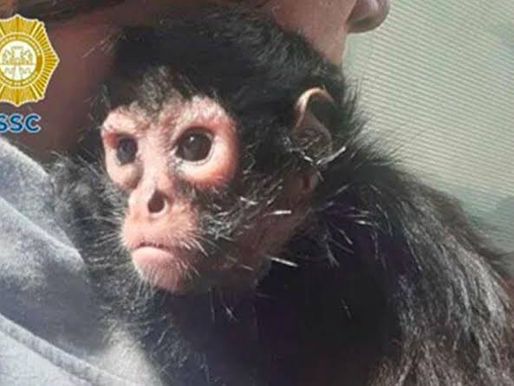 👉 ASEGURAN ANIMALES EXÓTICO, DROGAS Y ARMAS TRAS CATEO A BANDA DELINCUENCIAL |