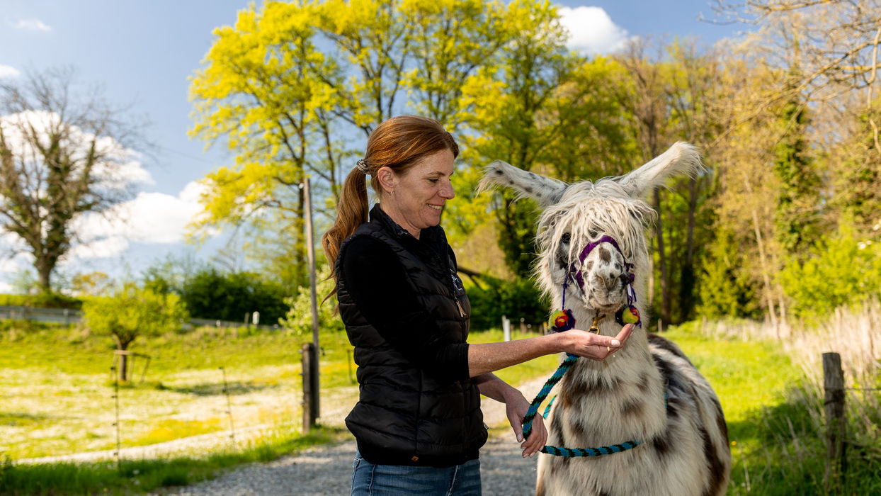 Untersuchung eines Lamas der Tierärztin Josiane Lauper