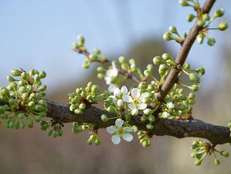 Gemmothérapie, se soigner avec les bourgeons !