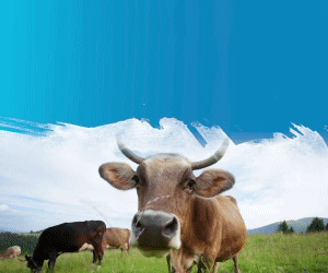 Renewable 4.gif