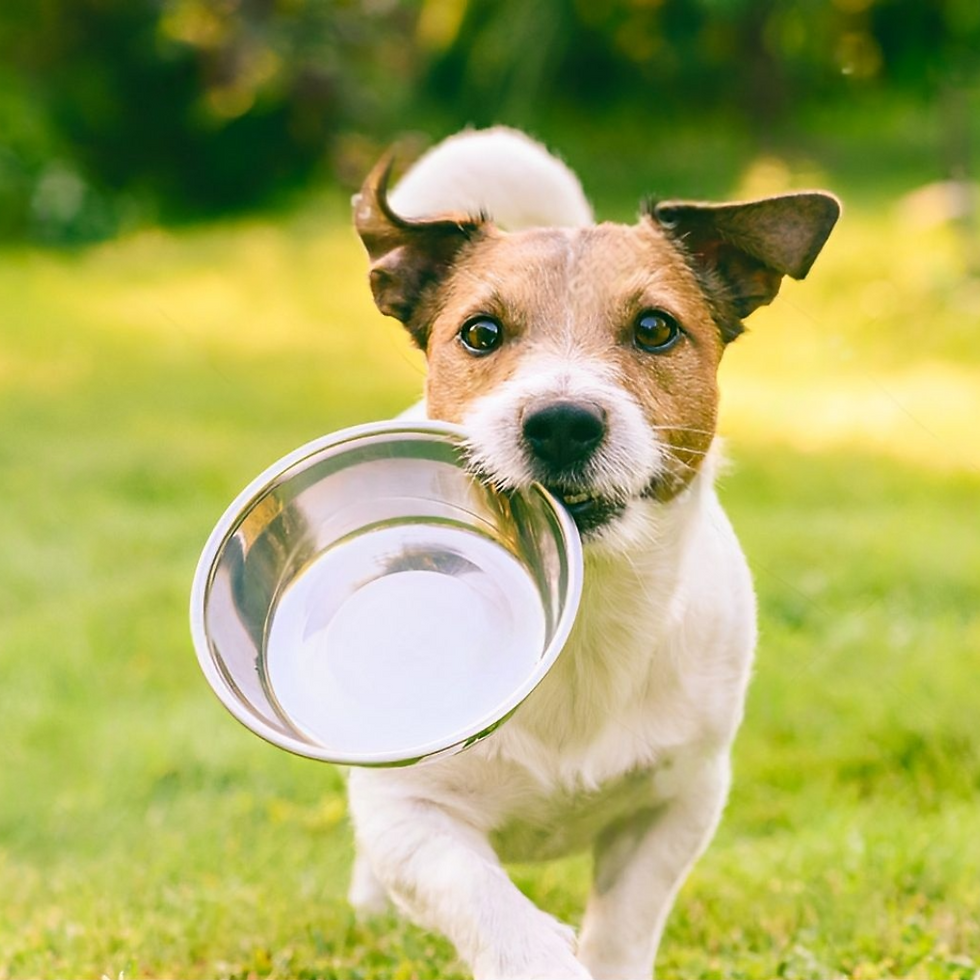A small dog with a brown and white coat holds a shiny metal bowl in its mouth. It's on green grass, looking eager and playful.