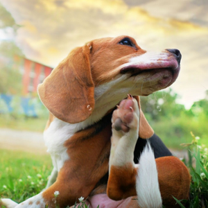 Beagle scratching ear with paw on grass, serene sunset sky, blurred trees, and building in background. Warm colors, relaxed mood.