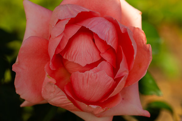 P83A0455.jpg