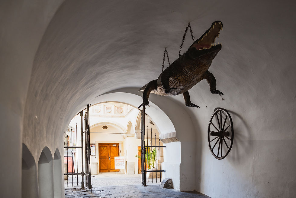 brneński smok w Starym Ratuszu