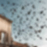 Flock of Pigeons flying over a building which has lots of bird fouling on it.jpg