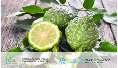 Il bergamotto: educational tour alla scoperta del profumo della Calabria