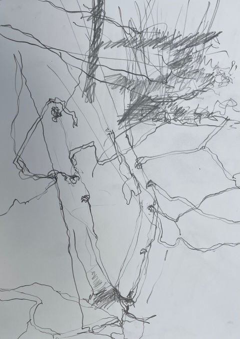 Birch and Pine, Graphite, 14_ x 10_.jpeg
