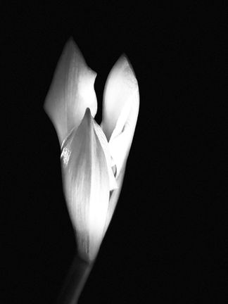 Amaryllis, Photograph.jpg