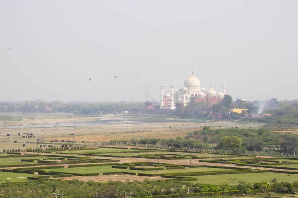 Taj Mahal in the distance with a river and grazing buffalo in the foreground. Birds fly in the hazy sky over a manicured garden.