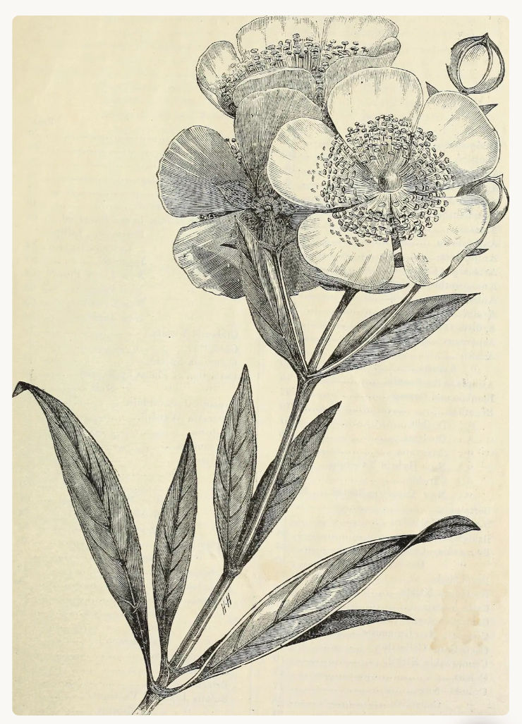 Vintage botanical illustration of a flowering branch with detailed leaves and blossoms on a cream page, signed HH.