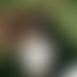 Dog posing cute on her owners wedding day