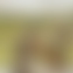 Including Your Dog in Your Wedding Day: Tips from Pups at the Altar