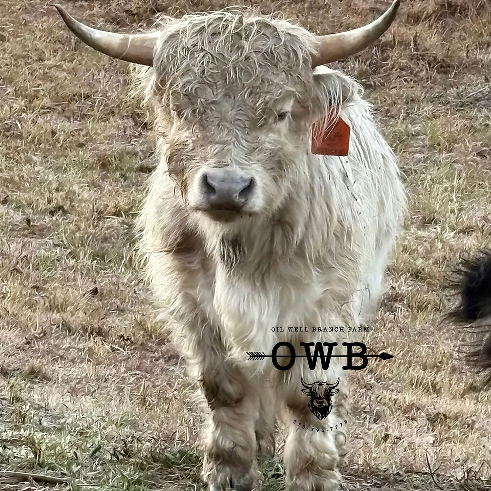 Hurricane wm.jpg