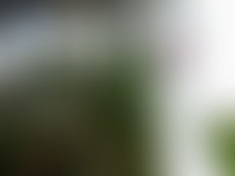 久々のアンスリウム