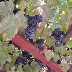 Smoke Taint Analysis