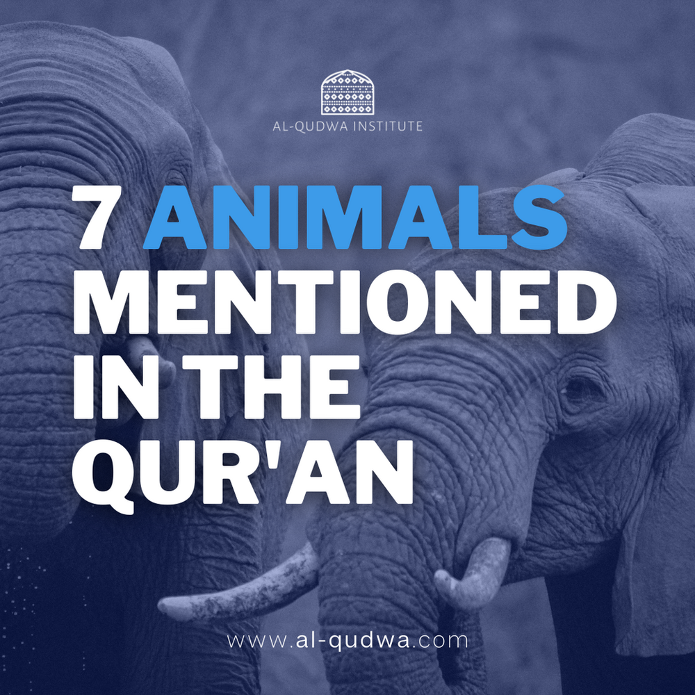 7 Animals Mentioned in the Qur'an