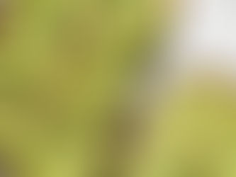 Avocado Egg Salad Toast