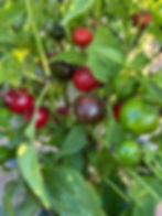 Piments Cherry